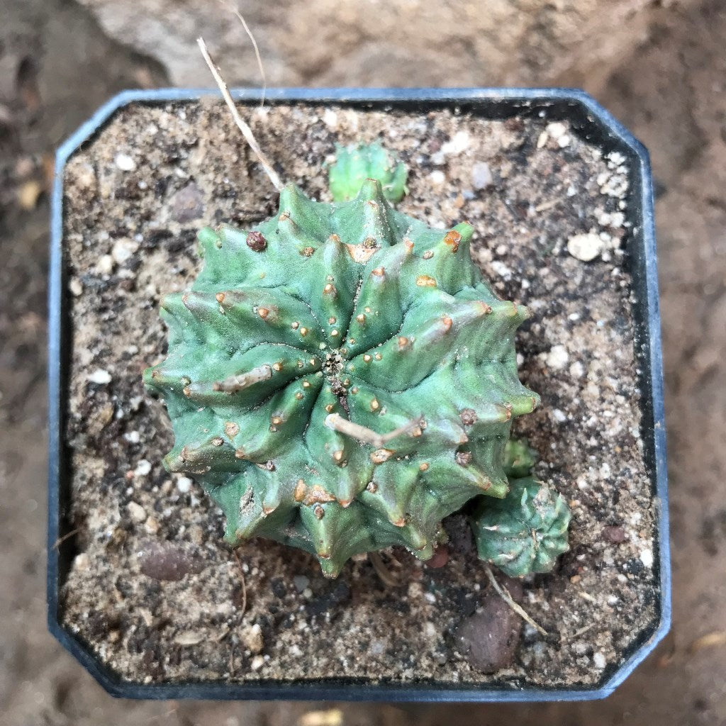 Euphorbia Meloformis Cactus Plant - myBageecha