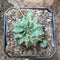 Euphorbia Meloformis Cactus Plant