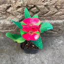 Euphorbia Milii Dwarf Apache Red Cactus Plant