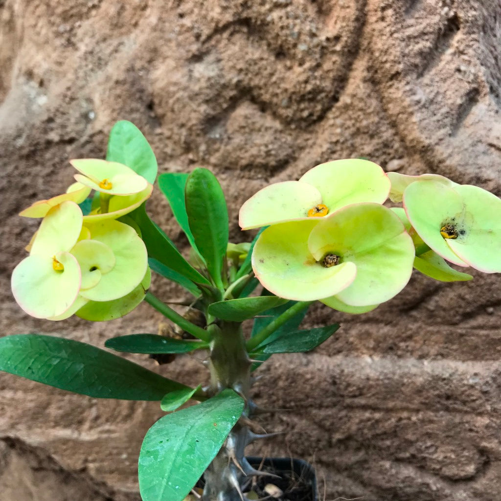 Euphorbia Milii Dwarf Apache Yellow Cactus Plant - myBageecha