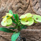 Euphorbia Milii Dwarf Apache Yellow Cactus Plant