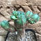 Euphorbia Obesa Hybrid x Globosa Cactus Plant