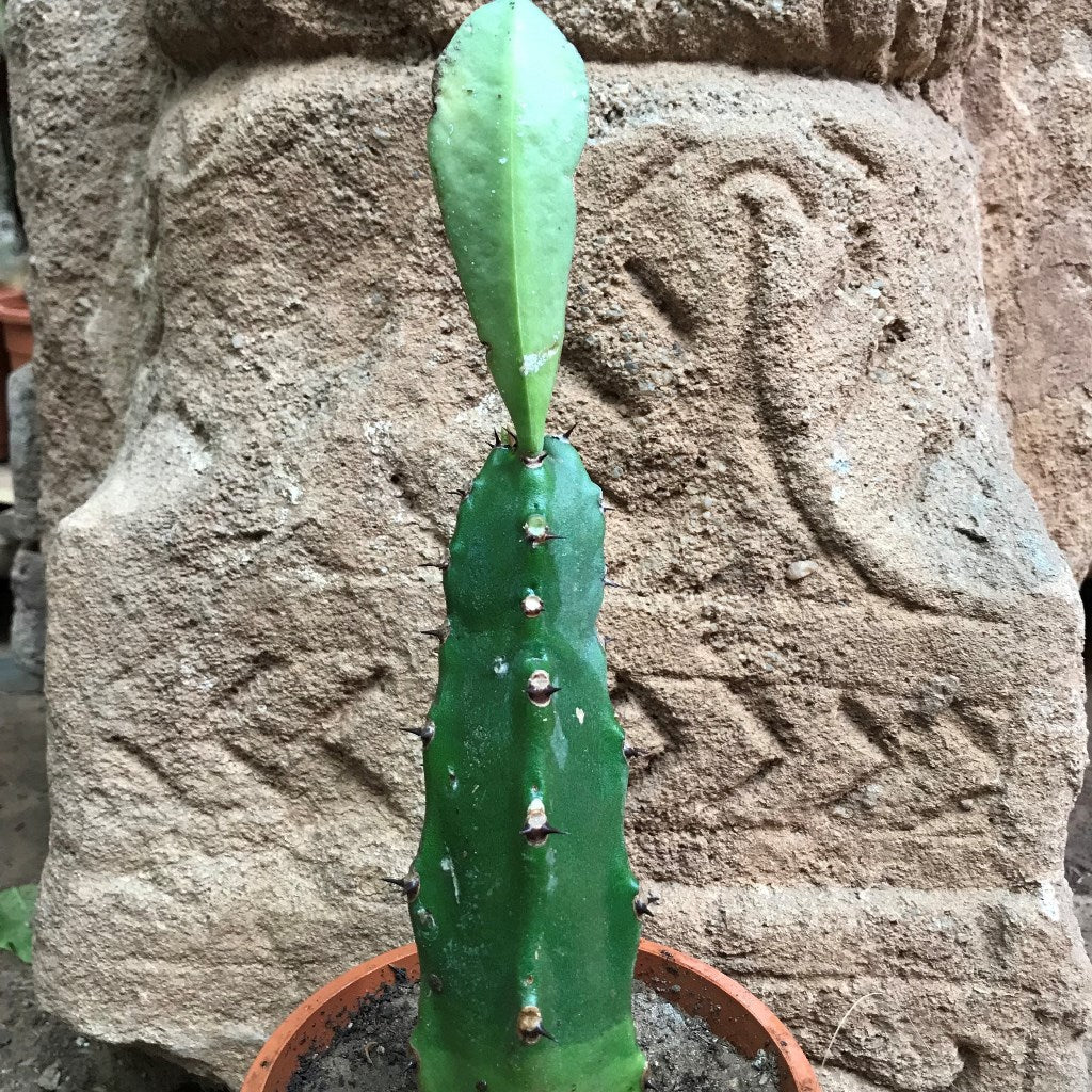 Euphorbia Royleana Cactus Plant - myBageecha