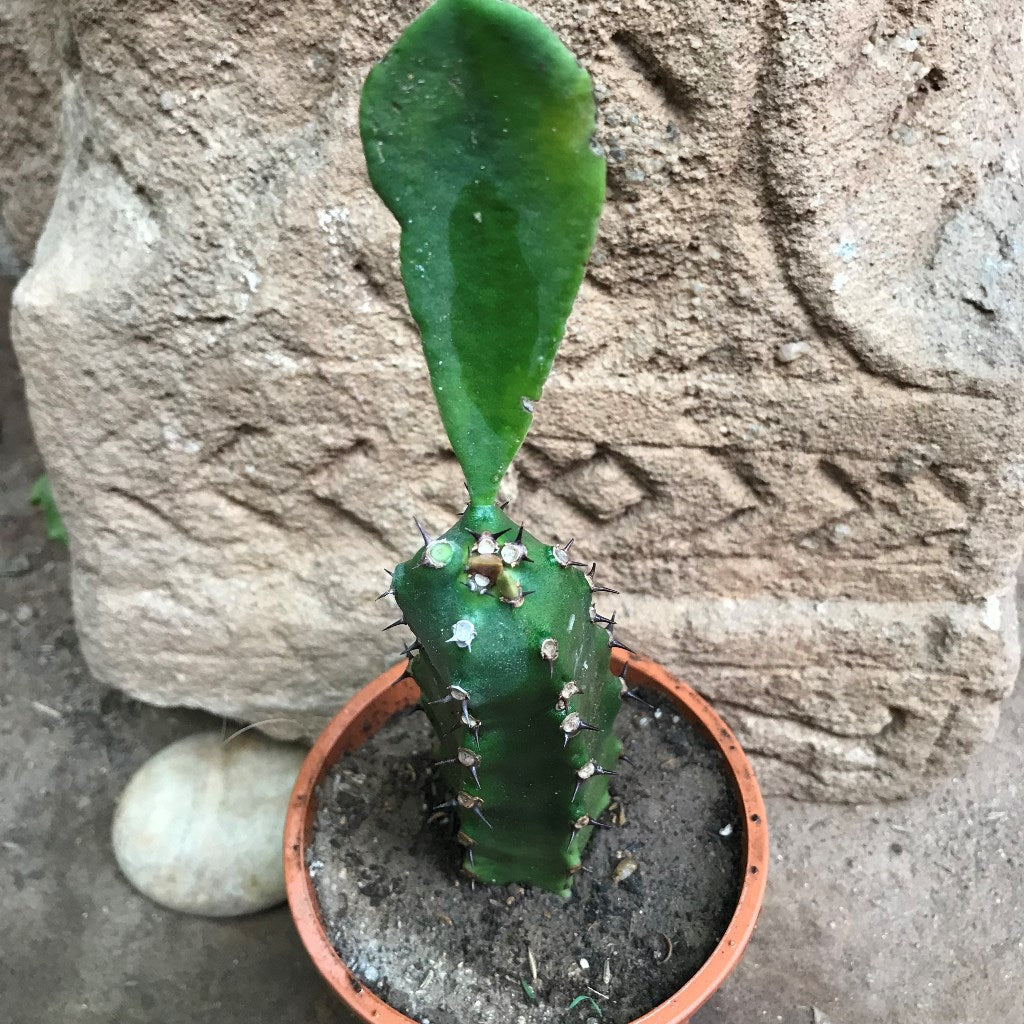 Euphorbia Royleana Cactus Plant - myBageecha