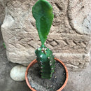 Euphorbia Royleana Cactus Plant
