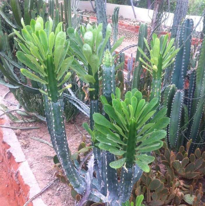 Euphorbia Royleana Cactus Plant