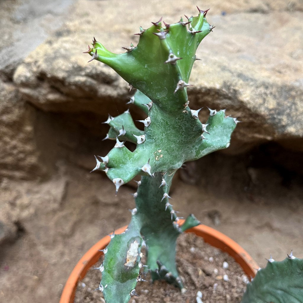 Euphorbia Tortilis Plant - myBageecha