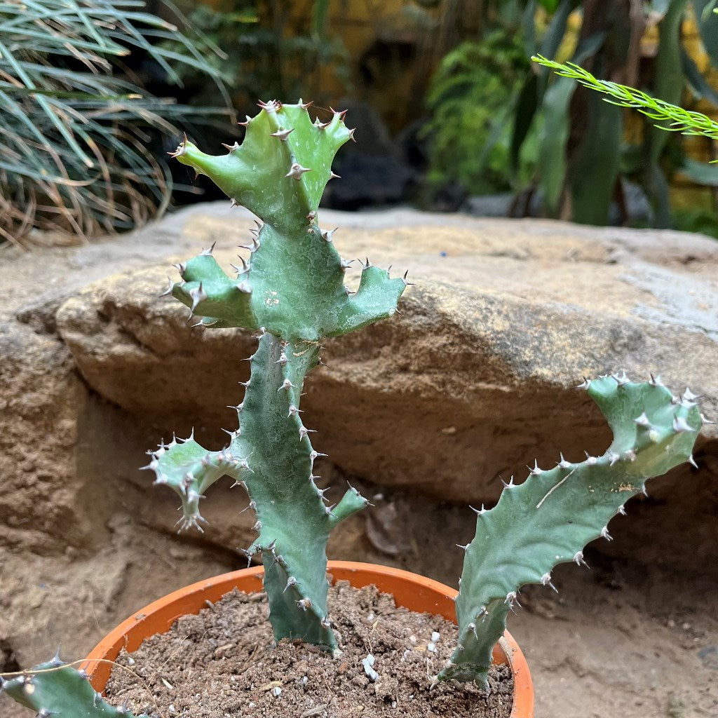 Euphorbia Tortilis Plant - myBageecha
