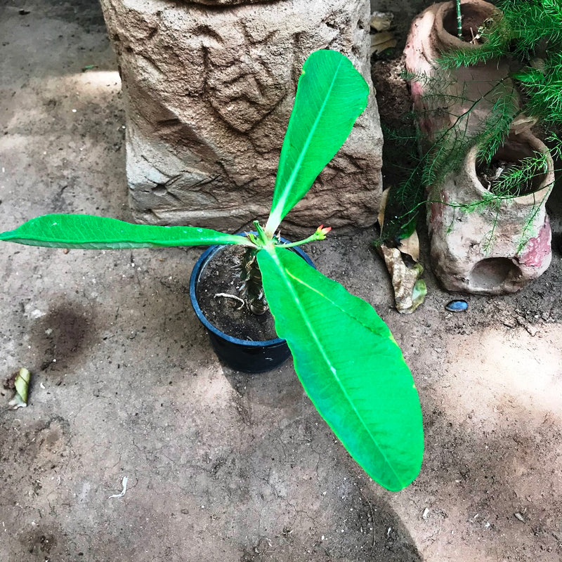 Euphorbia Viguieri Cactus Plant