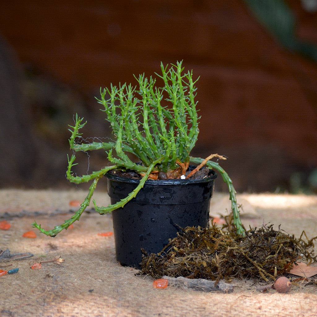 Euphorbia Flanaganii - Medusa's Head Cactus myBageecha - myBageecha