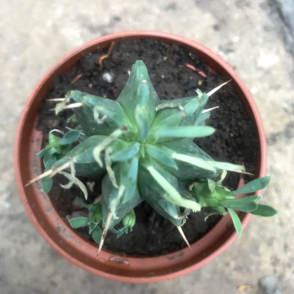 Euphorbia Aggregata Cactus Plant - myBageecha