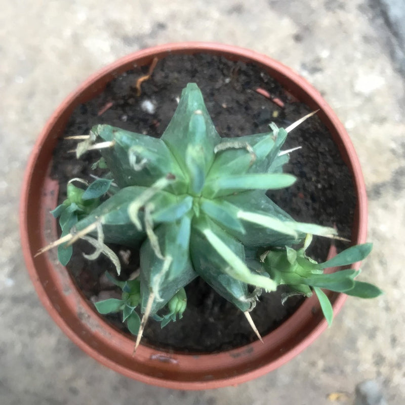 Euphorbia Aggregata Cactus Plant