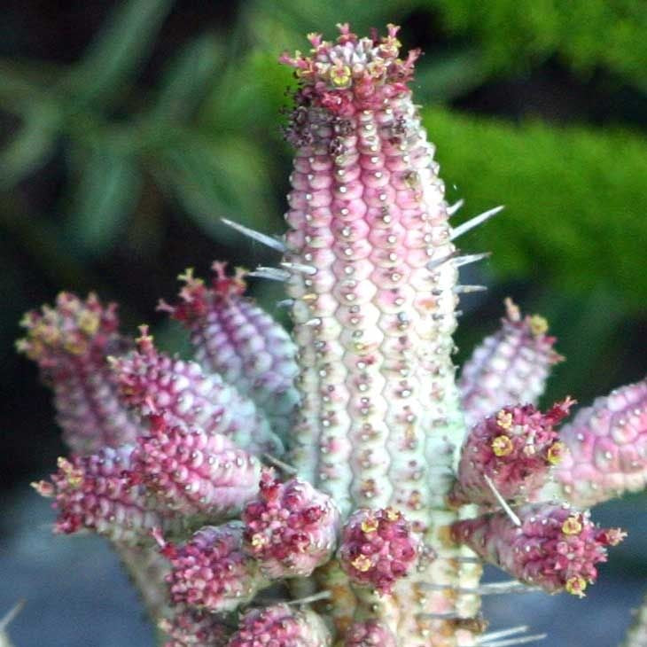 Euphorbia Mammillaris Variegata Cactus Plant - myBageecha