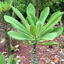 Euphorbia Neriifolia Oleander Spurge Cactus Plant