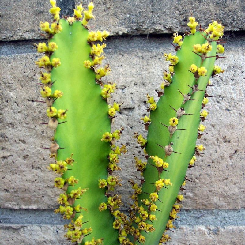 Euphorbia Triangularis Chandelier Tree Cactus Plant