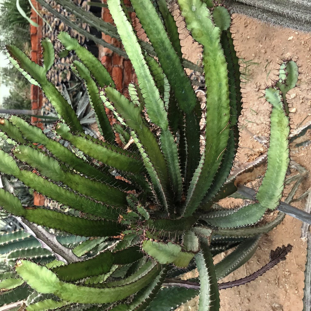 Euphorbia Triangularis Chandelier Tree Cactus Plant - myBageecha