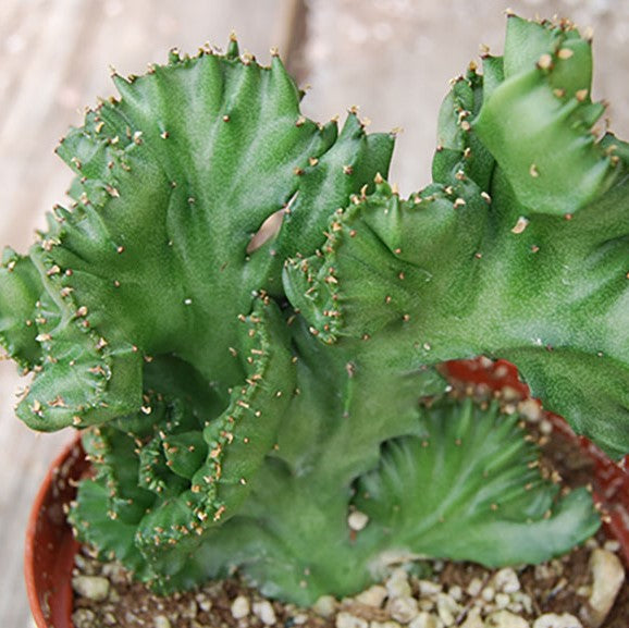 Euphorbia Lactea Cristata Crested Elkhorn Cactus Plant - myBageecha