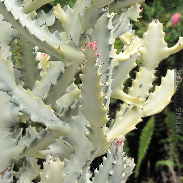 Euphorbia Lactea Variegata White Ghost Cactus Plant - myBageecha