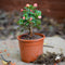 Euphorbia Millii "Dwarf Apache Red" Cactus myBageecha - myBageecha