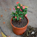Euphorbia Millii "Dwarf Apache Red" Plants myBageecha - myBageecha
