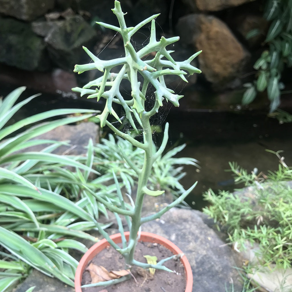 Euphorbia Stanoclada Silver Thicket Succulent Plant - myBageecha