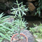 Euphorbia Stanoclada Silver Thicket Succulent Plant
