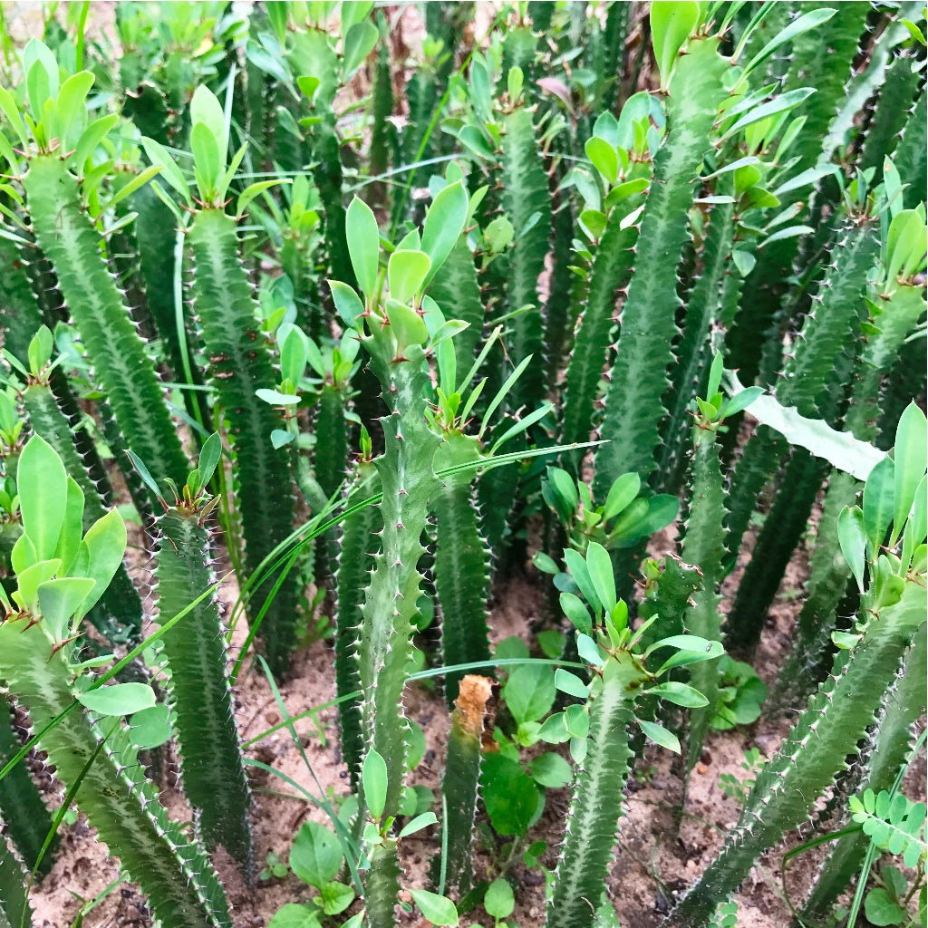 Euphorbia Trigona Green African Milk Tree Cactus Plant - myBageecha