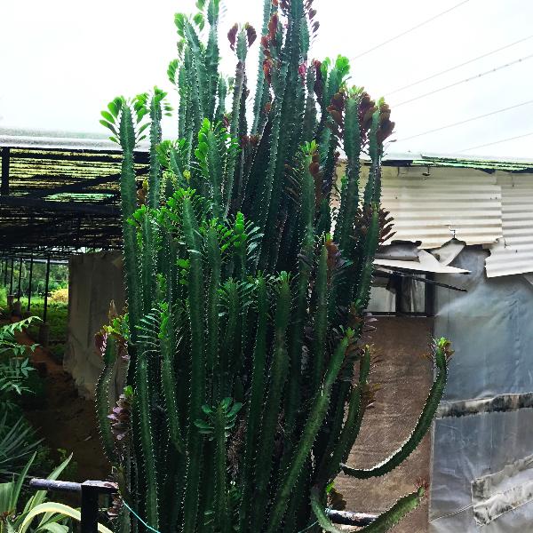 Euphorbia Trigona Rubra African Milk Tree Cactus Plant - myBageecha