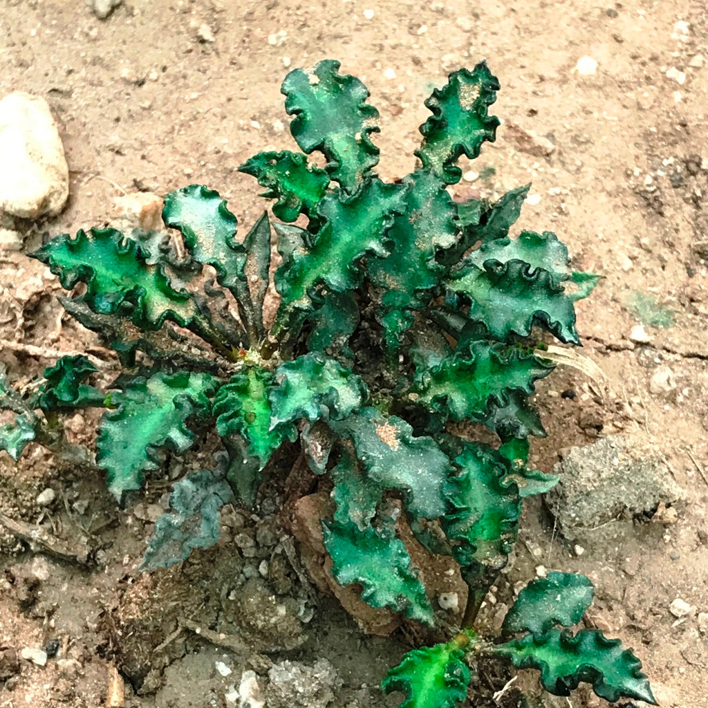 Euphorbia Decaryi Succulent Plant - myBageecha