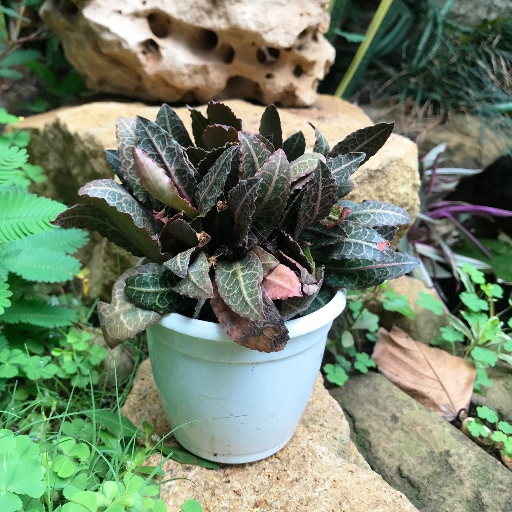Euphorbia Francoisii Rasberrymint Plant - myBageecha