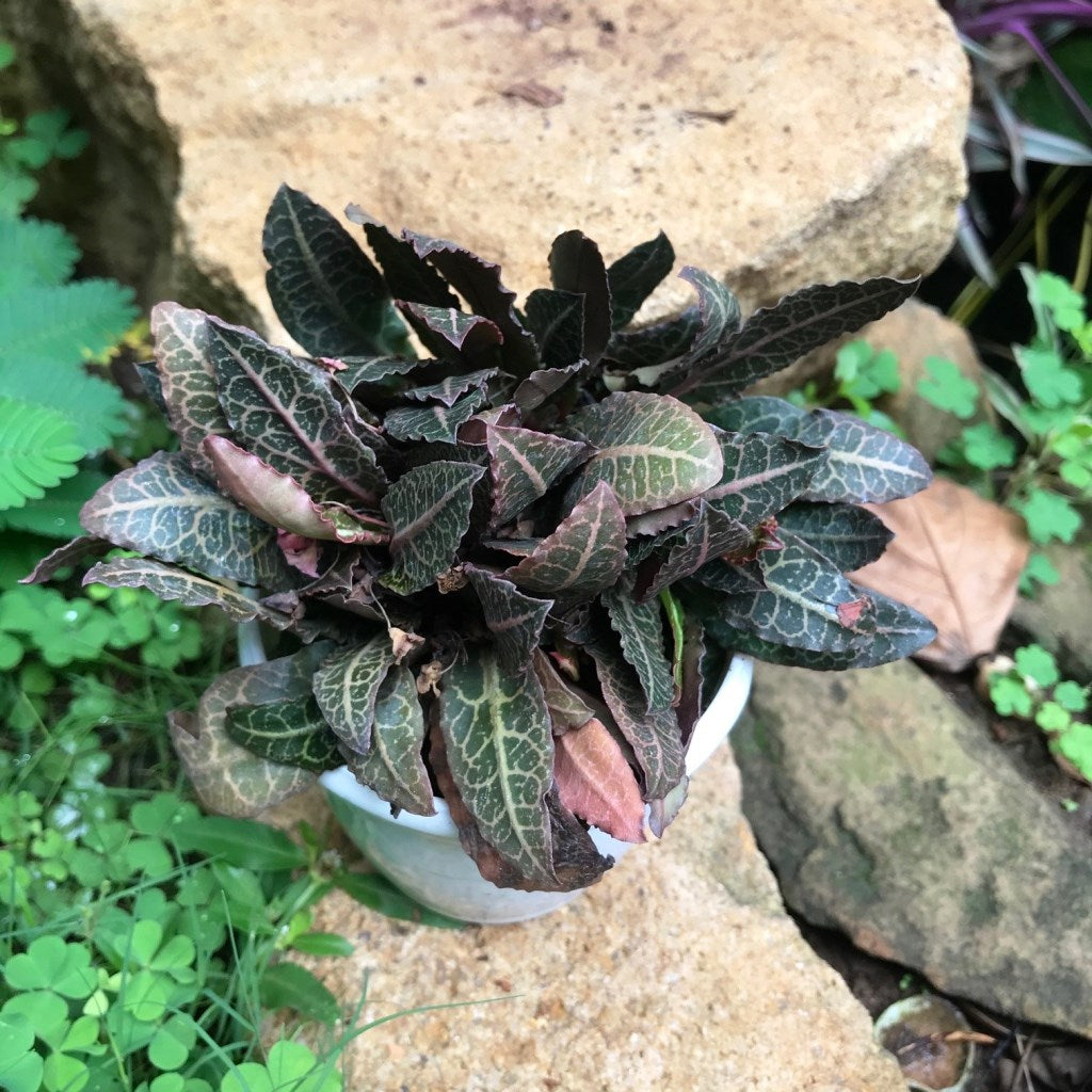 Euphorbia Francoisii Rasberrymint Plant - myBageecha