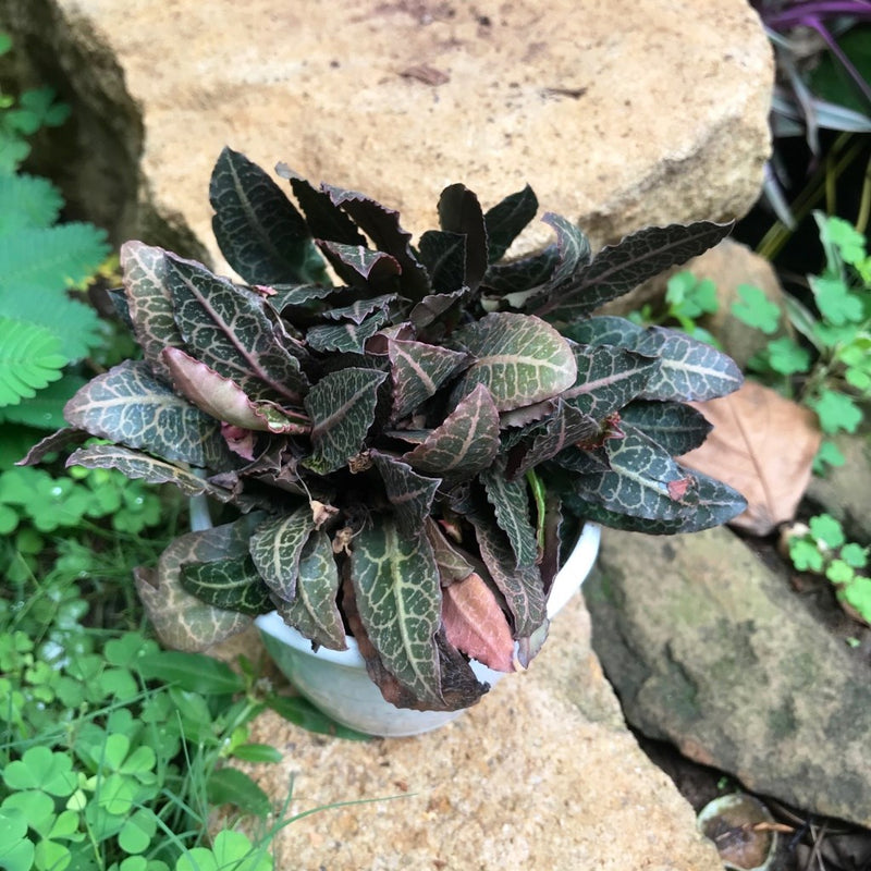 Euphorbia Francoisii Rasberrymint Plant