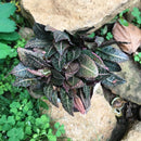 Euphorbia Francoisii Rasberrymint Plant