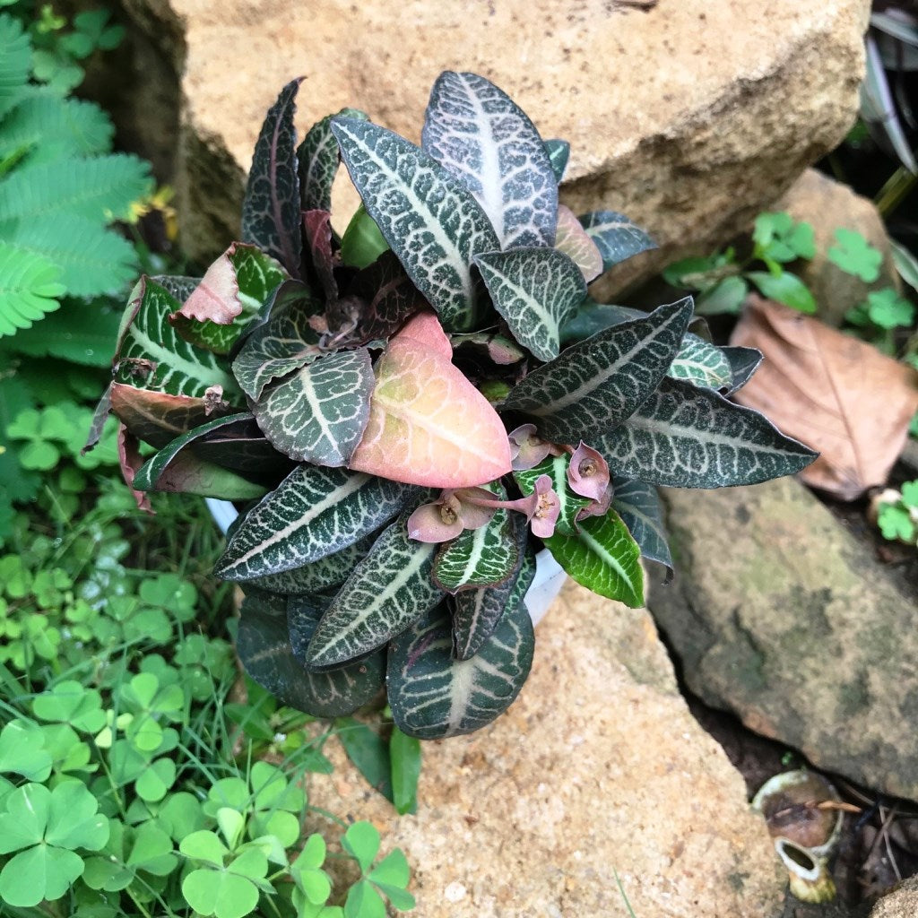Euphorbia Francoisii Splash Plant - myBageecha
