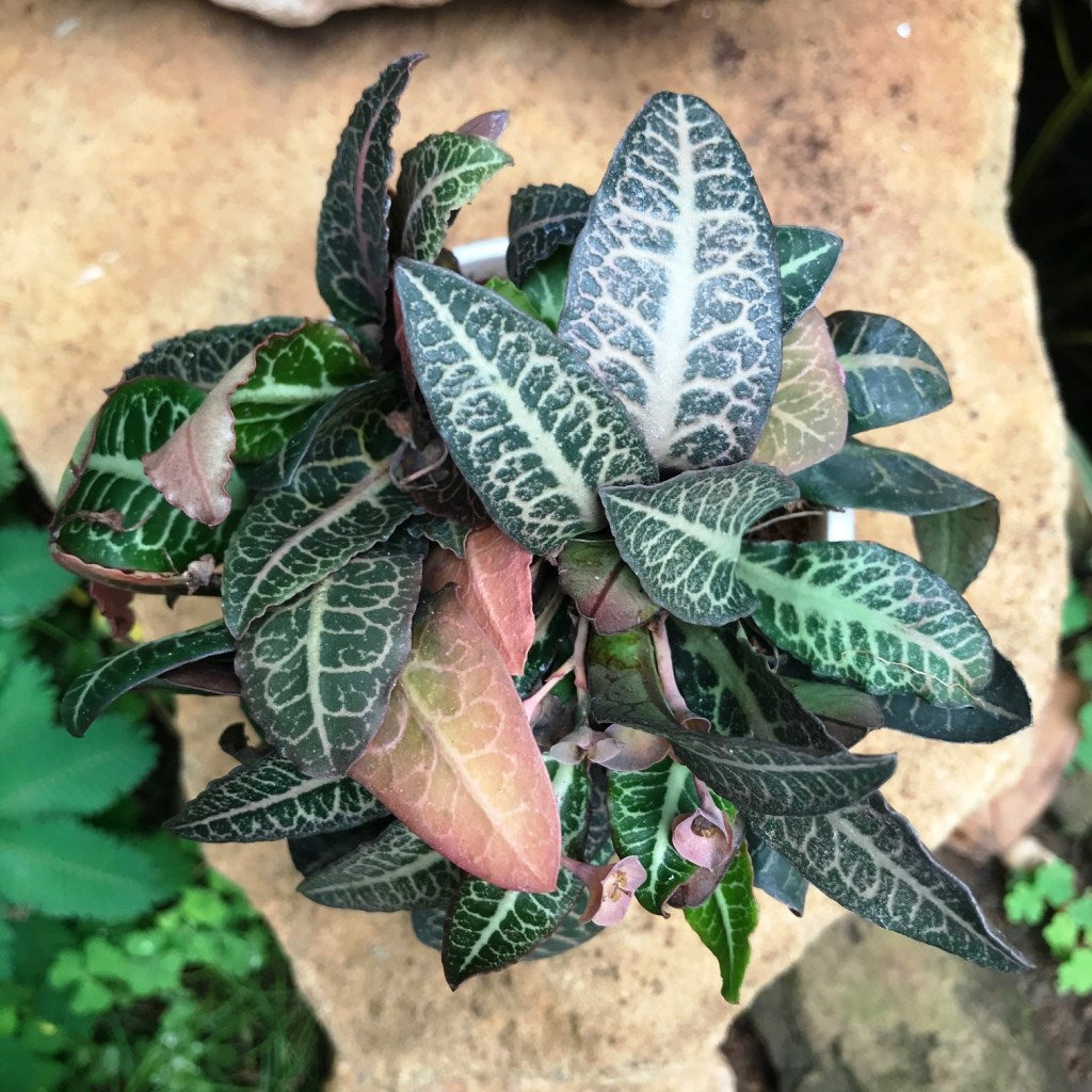 Euphorbia Francoisii Splash Plant - myBageecha