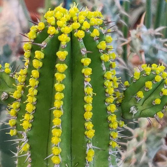 Euphorbia Fruticosa Cactus Plant - myBageecha