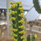 Euphorbia Heterochroma Cactus Plant