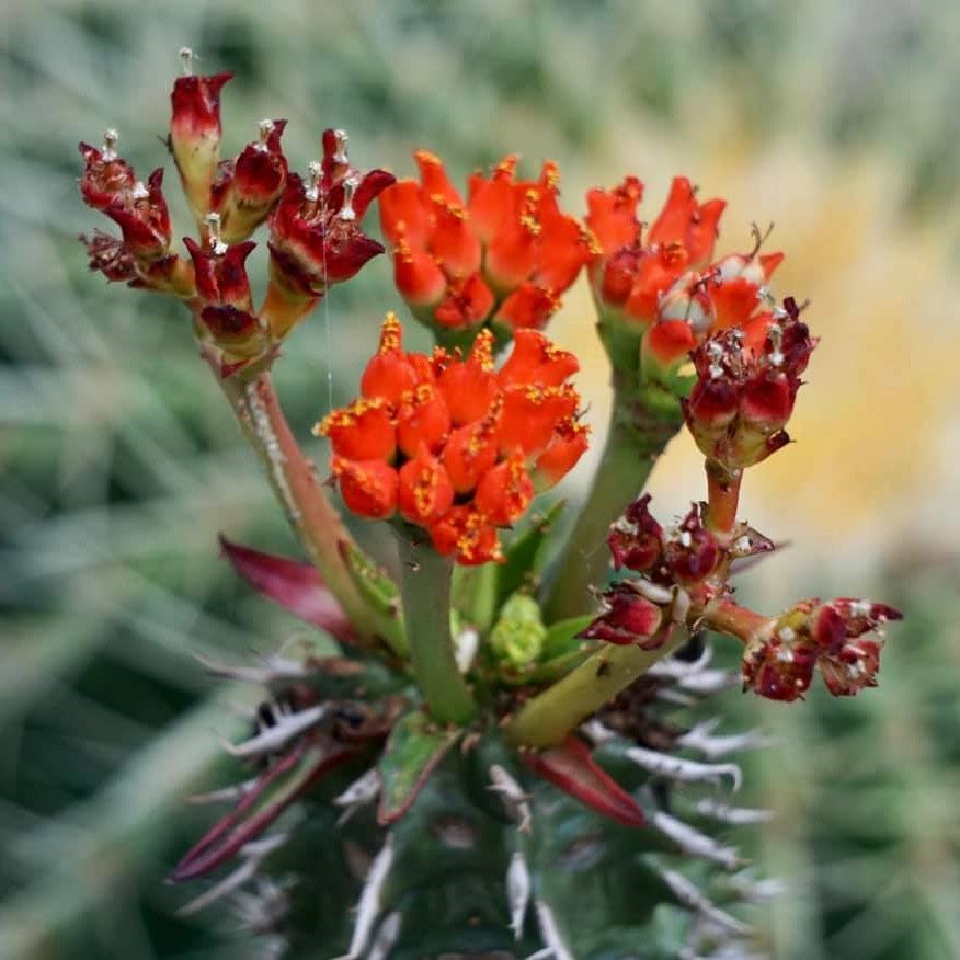 Euphorbia Viguieri Cactus Plant - myBageecha
