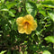 Yellow Fellow Hibiscus Plants myBageecha - myBageecha