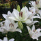 Lilium Asiatic 'Eyeliner' (Bulbs)