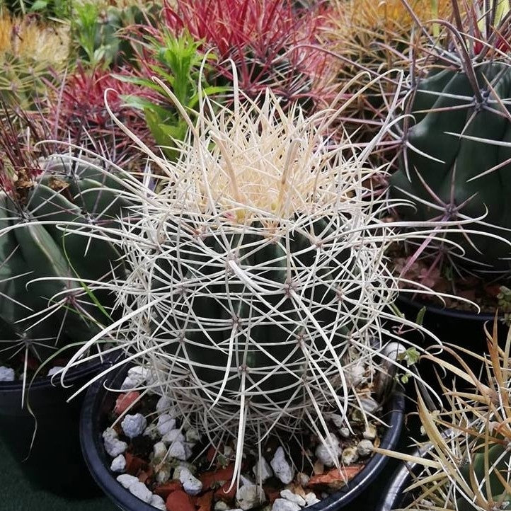 Ferocactus Acanthodes f. Albispinus Cactus Plant - myBageecha