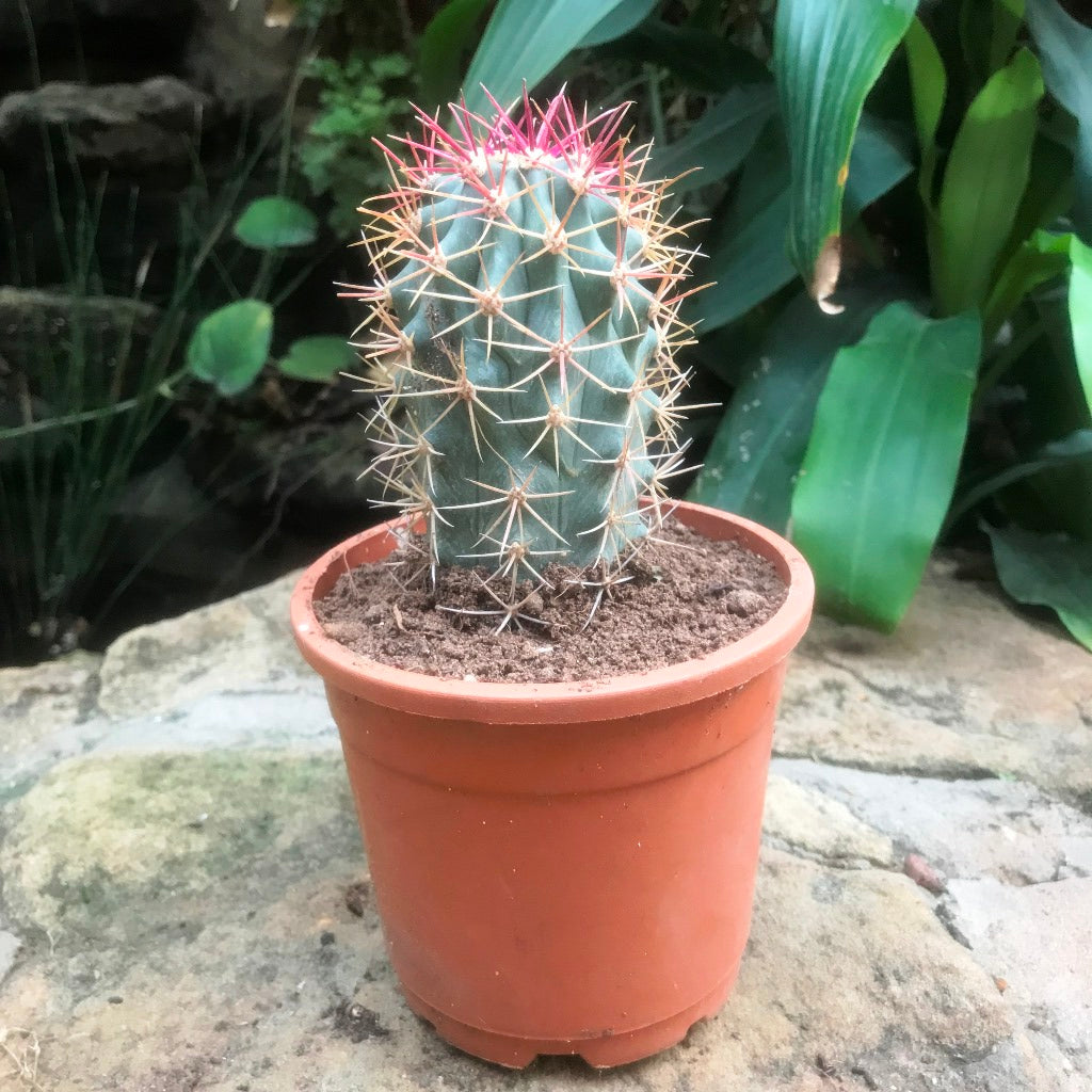Ferocactus Acanthodes ssp. Lecontei Cactus Plant - myBageecha