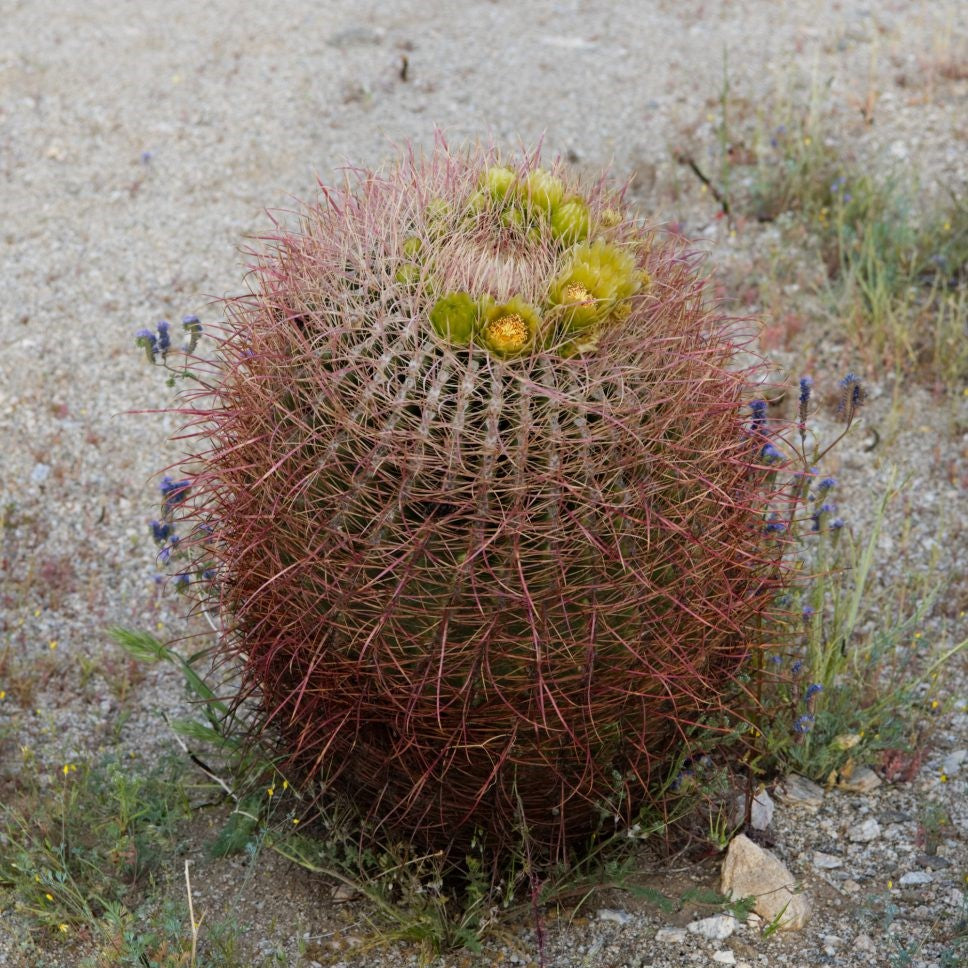 Ferocactus Acanthodes ssp. Lecontei Cactus Plant - myBageecha