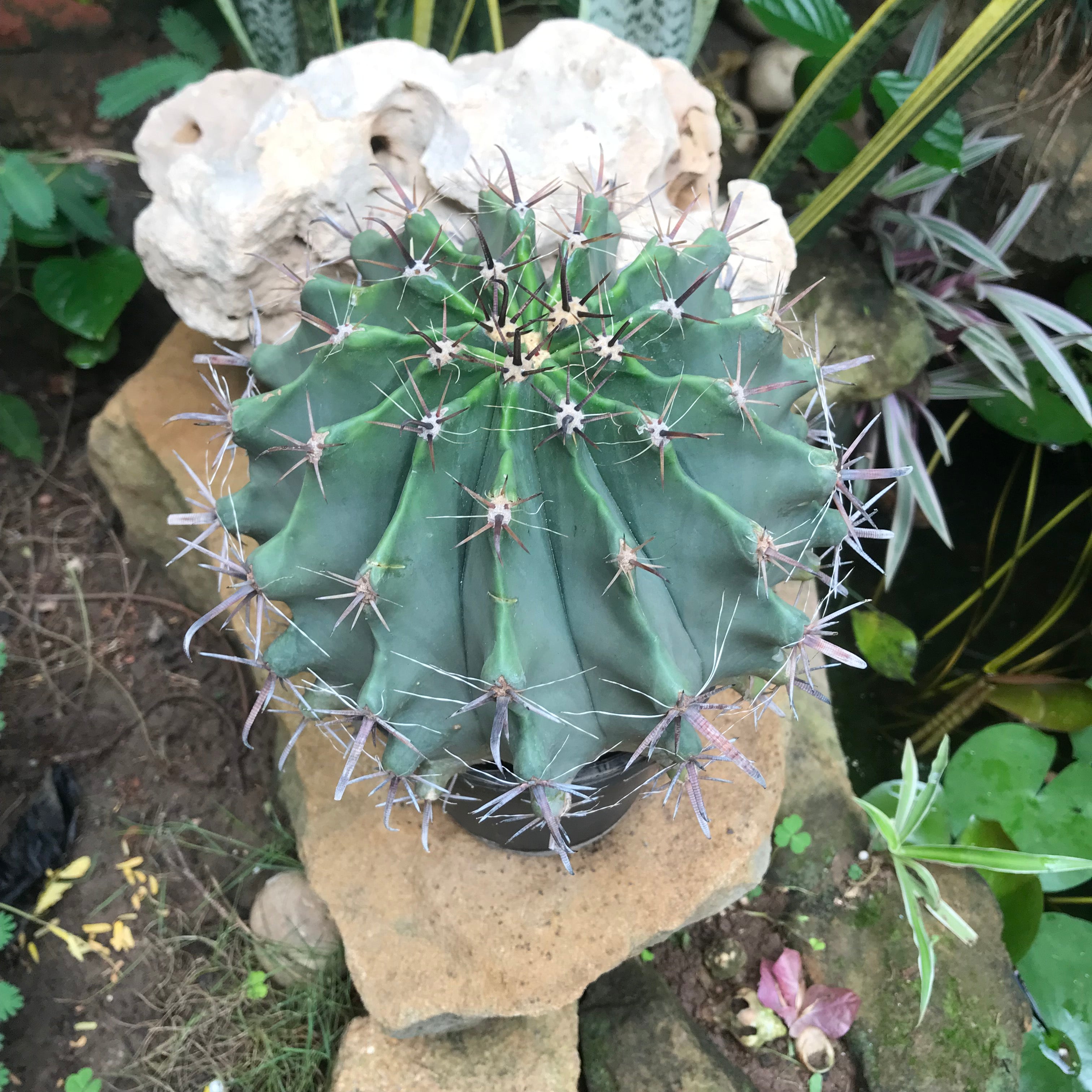 Ferocactus Horridus Brevispinu Cactus Plant - myBageecha