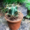 Ferocactus Acanthodes f. Albispinus Cactus Plant