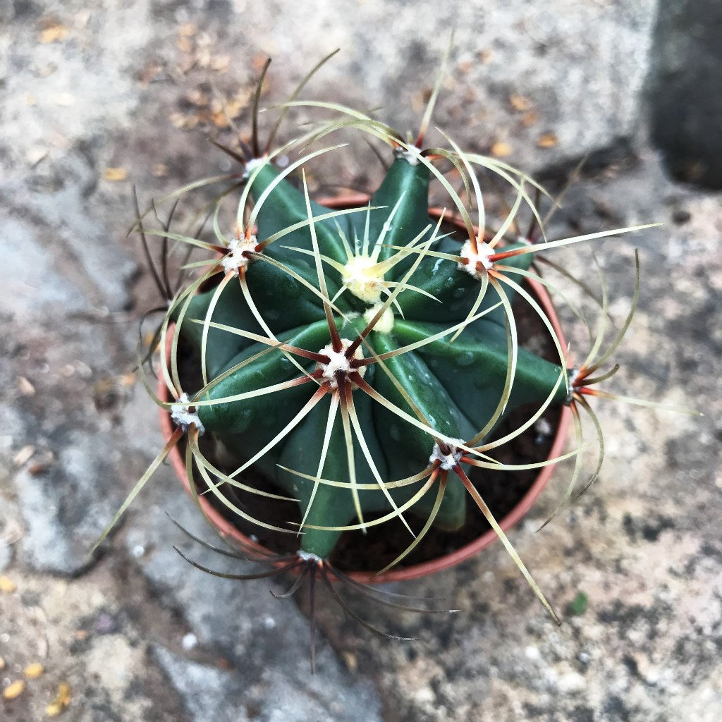 Ferocactus Electracanthus Cactus Plant - myBageecha