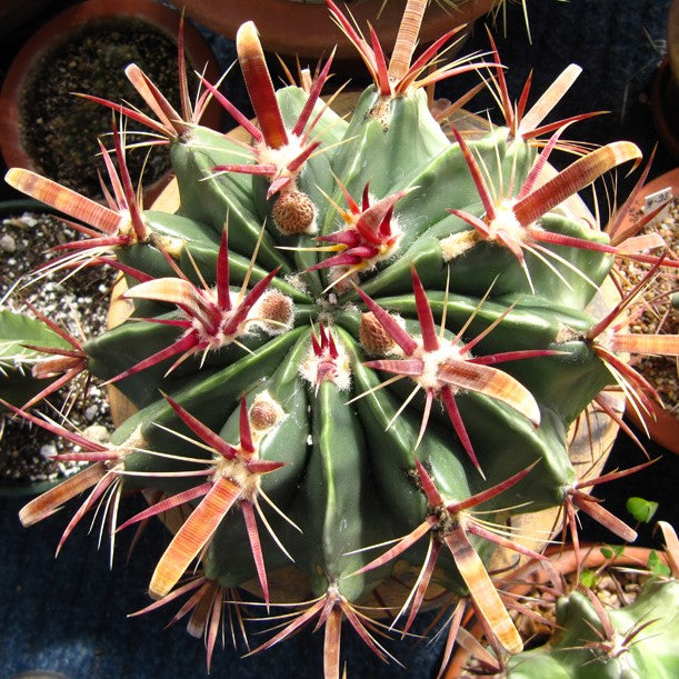 Ferocactus Latispinus Var. Latispinus Cactus Plant