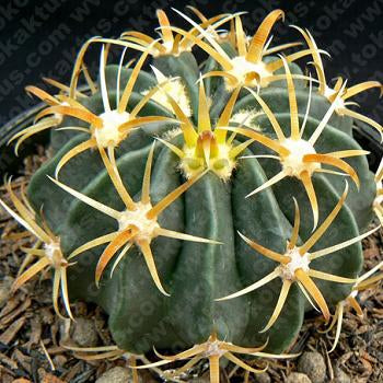 Ferocactus Latispinus Var. Flavispinus Cactus Plant - myBageecha