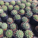 Ferocactus Latispinus Var. Flavispinus Cactus Plant