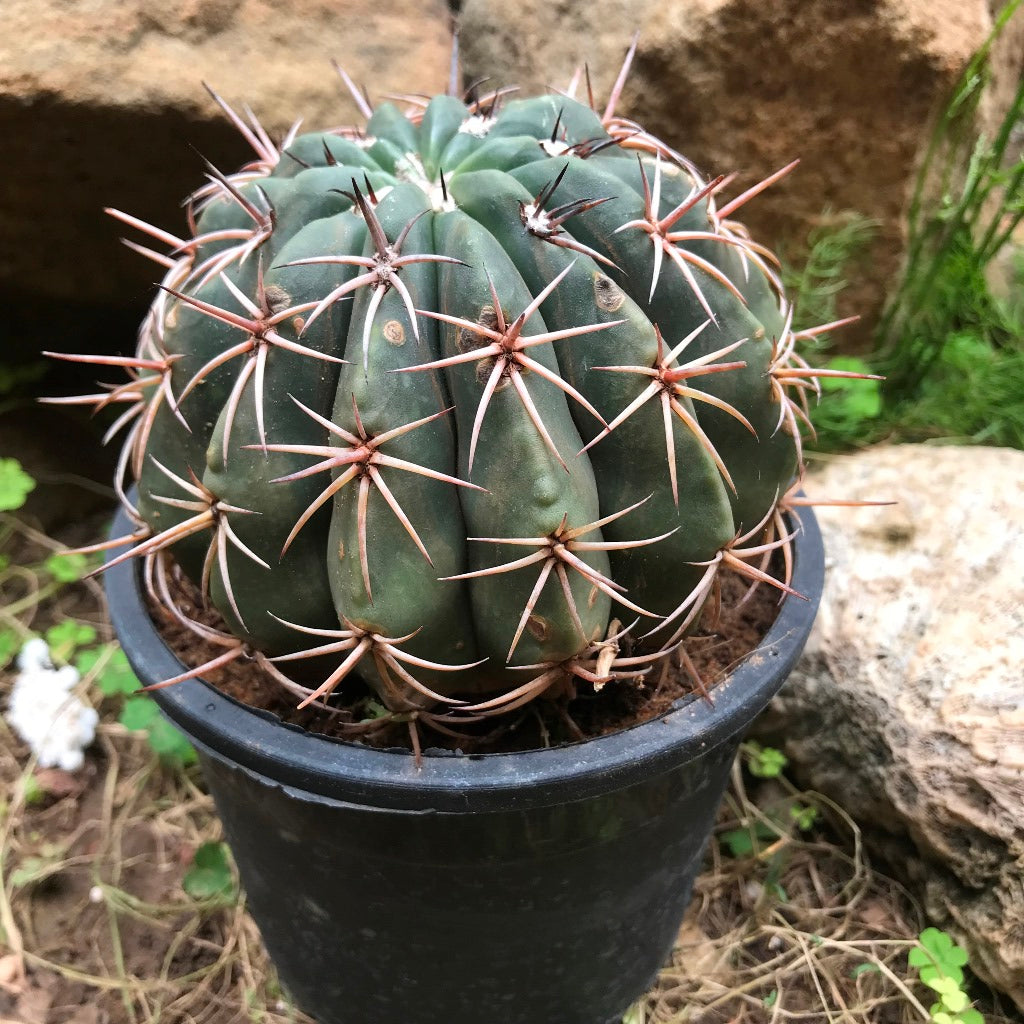 Ferocactus Horridus Brevispinu Cactus Plant - myBageecha